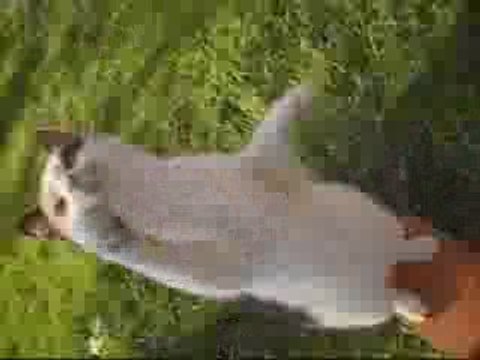 Toute la journer des animaux exiter hoo! yeah