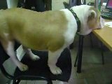 Bulldog Anglais DUR DUR La vie de chien!!