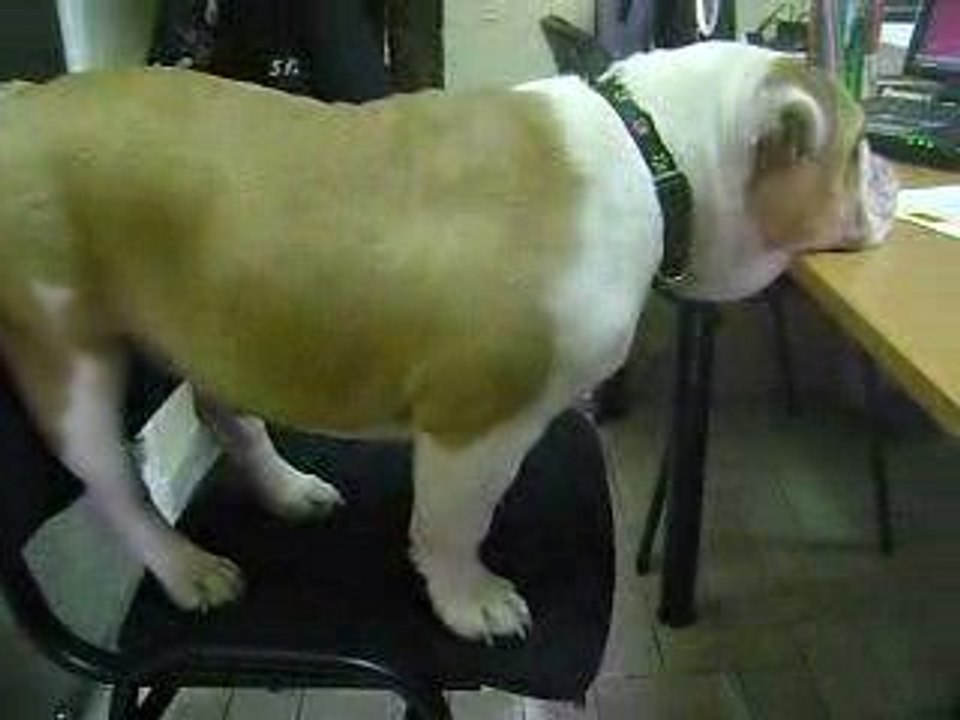 Bulldog Anglais DUR DUR La vie de chien!!