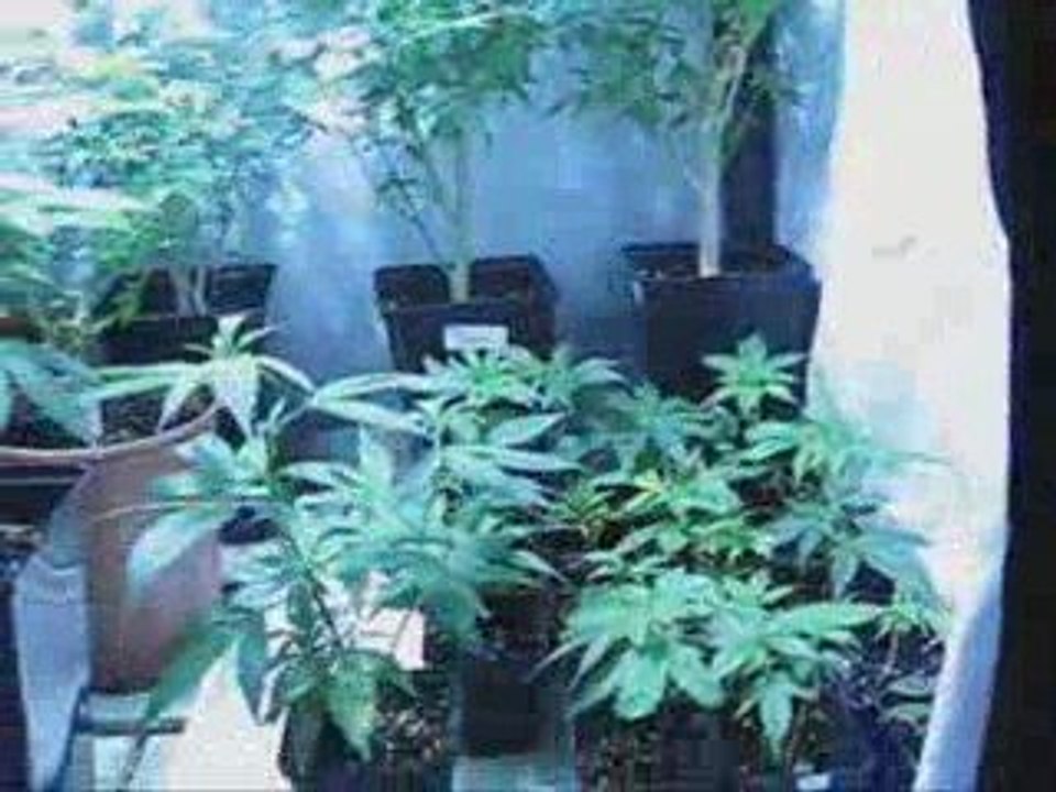 FLO du 28-03-2009 avec un extrait de groundation "dub war"