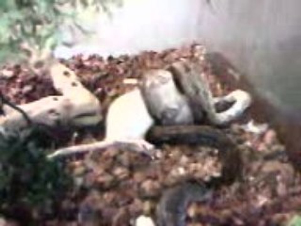 Boa constructor vs Rat