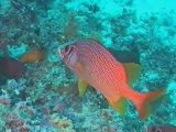 Maldives 2002 : 05 HP Reef (oldies Hi8)