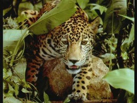 Harold budd - failing light