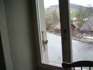 Repas des mésanges bleues