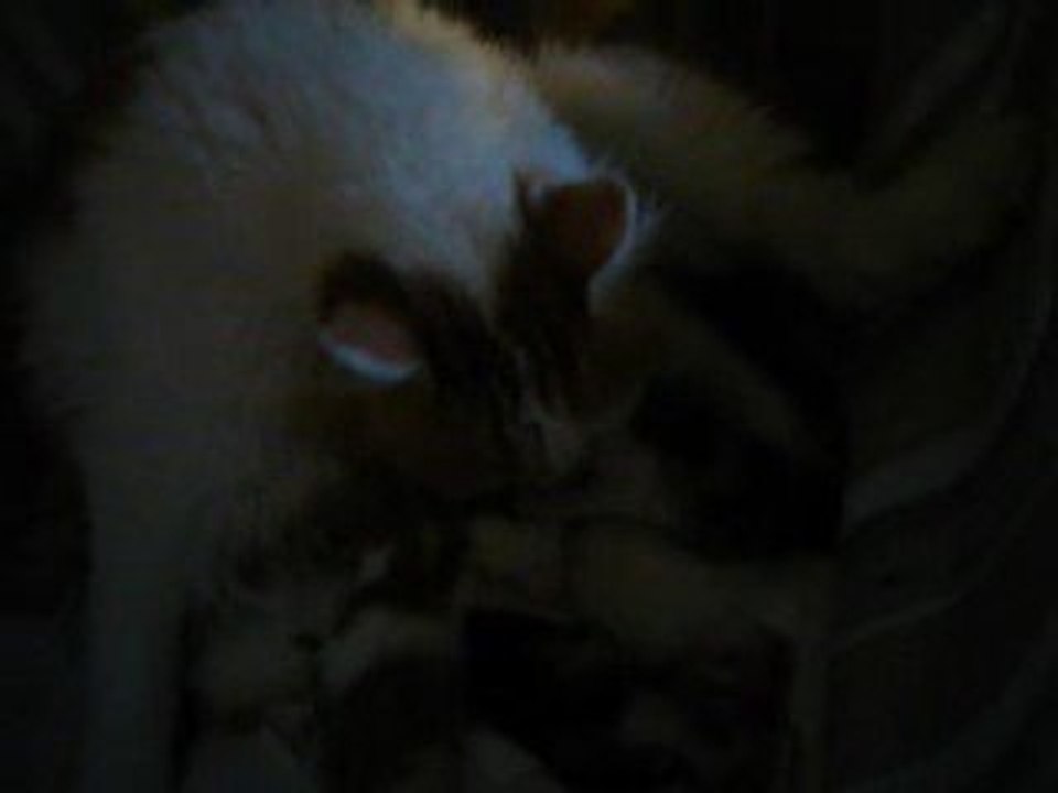 les chatons de Daha