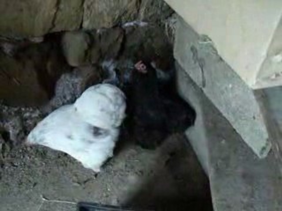 27.3.09bantam