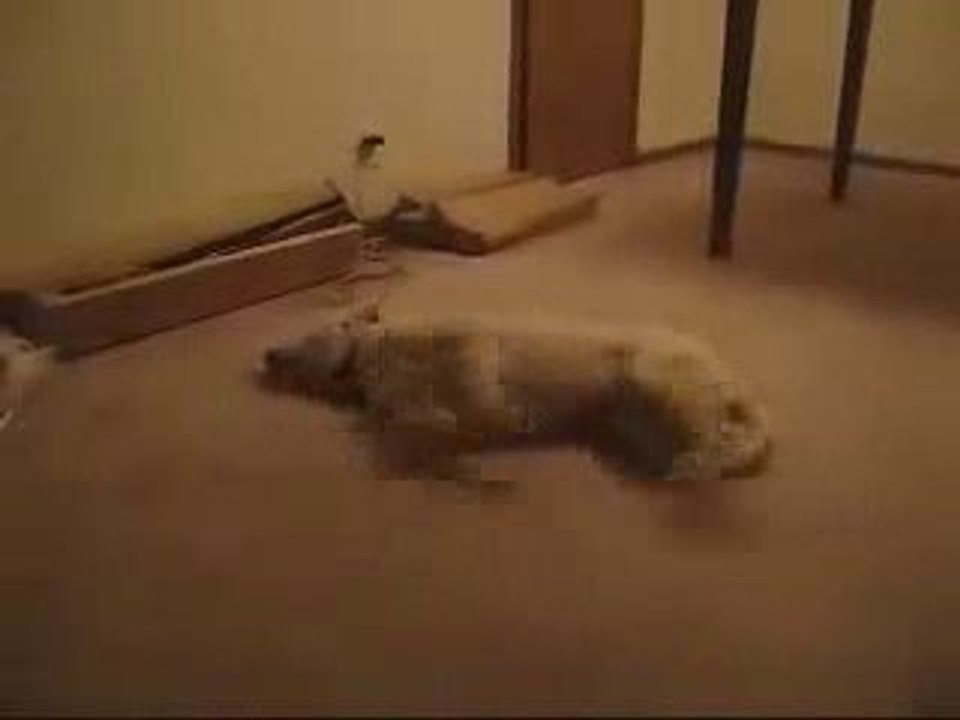 le chien de regis qui rêve