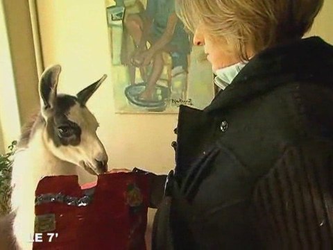 Insolite : Un lama en plein appartement