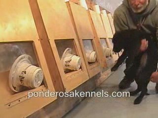 Detection Training Labrador Puppy