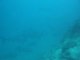 Passe de Dumbéa 15_03_09 requins gris 1