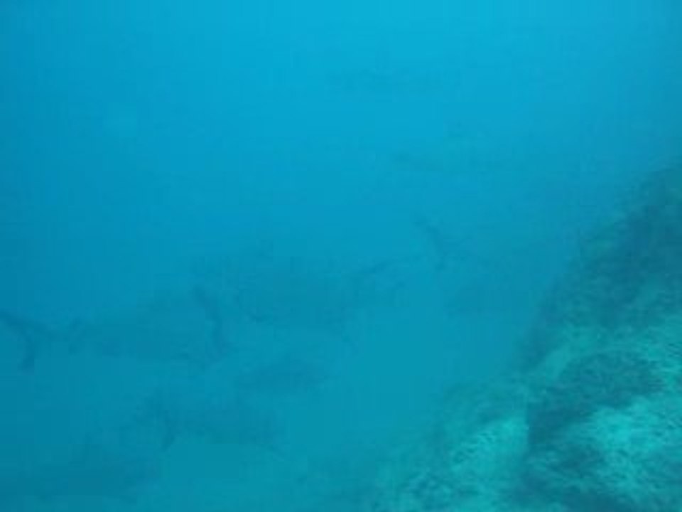 Passe de Dumbéa 15_03_09 requins gris 1