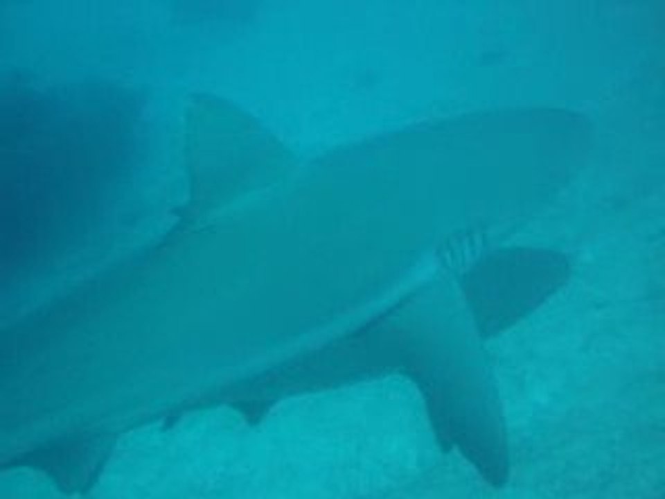 Passe de Dumbéa Abyss 15_03_09 requins gris 9