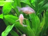 Vidéo Aquarium Ponte Corydoras Sterbai