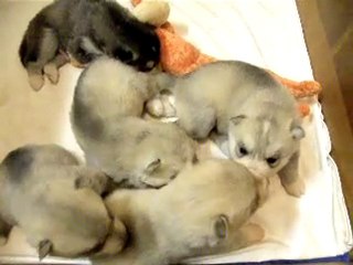 Tipee X Solo litter - 2 weeks "1st plays"