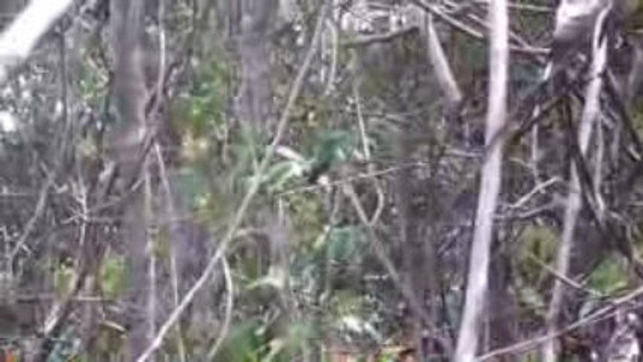 le colibri