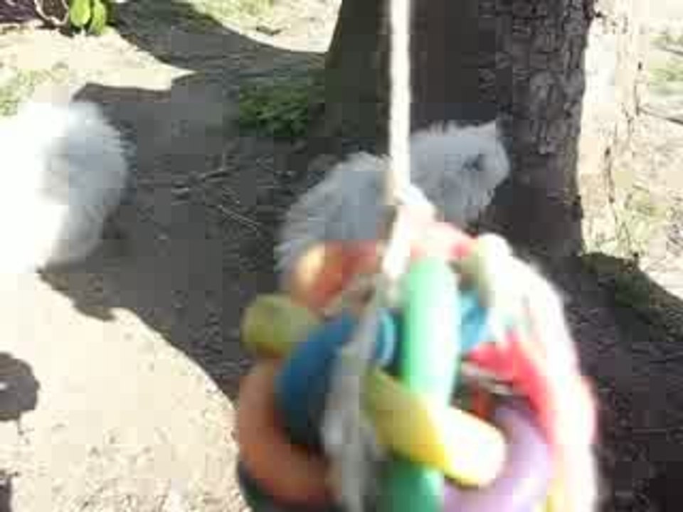 Chatons persan chinchilla 2 mois