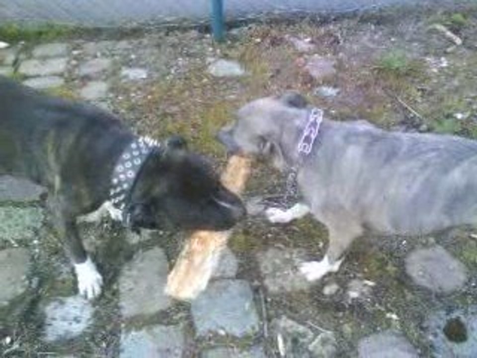 voxy et baia
