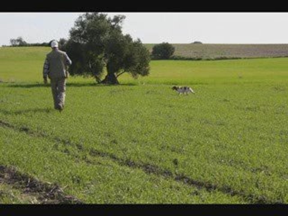 Elevage du Canal de Lunel Entrainement andalousie FieldTrial