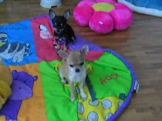 Anaïs et Zoé le 29 mars 2009 DSCN0369