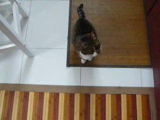 Chipie