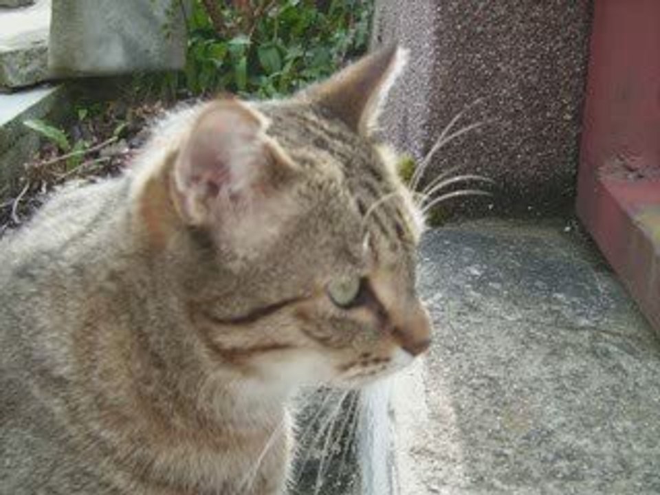 Tigrou mistigris et odin