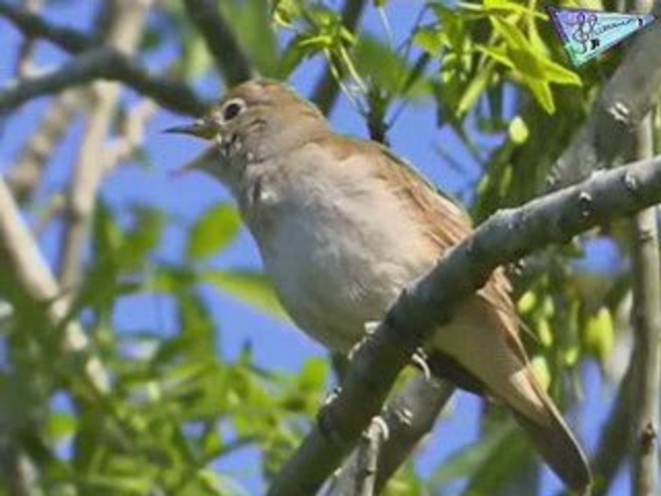 Le chant des oiseaux.(Quiz)