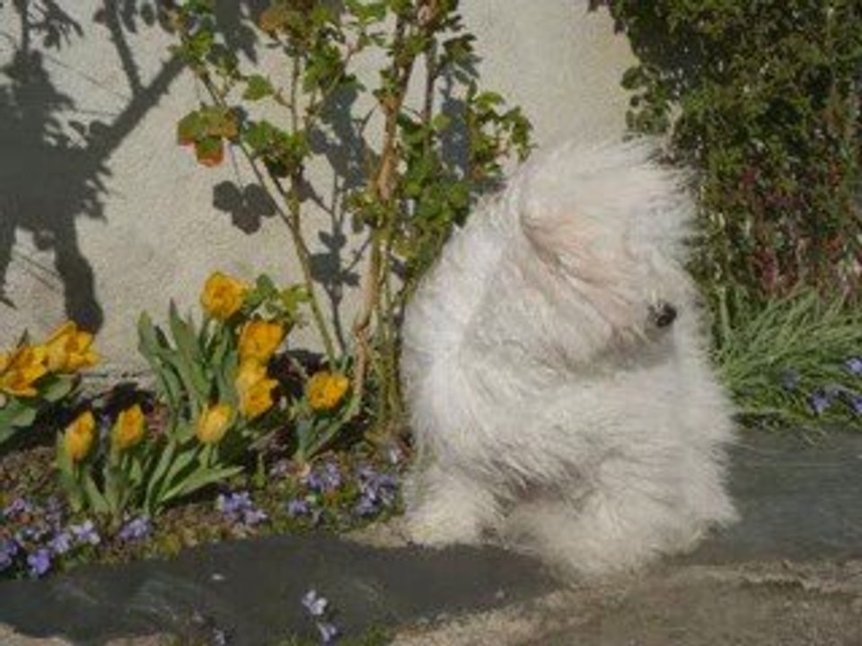 Diabolo  la campagne