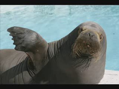 lol lol lol lol lol mais trop lol chante mon pigeonnnnnnnn