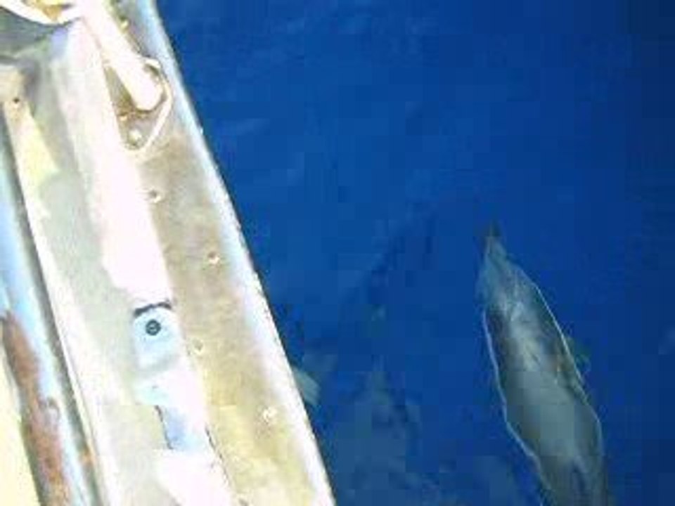 Con i delfini /Sailing with dolphins