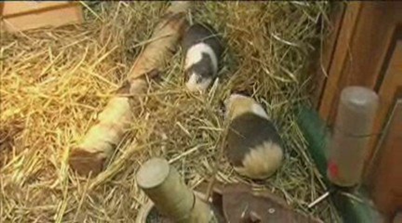 Die Geschichte der Gruson-Gewächshäuser