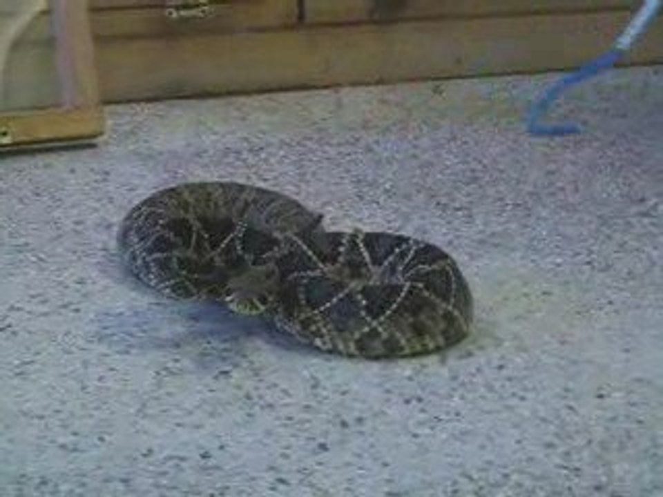 Snakeout