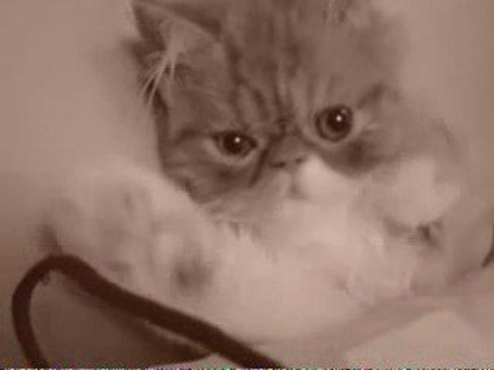 cute cat