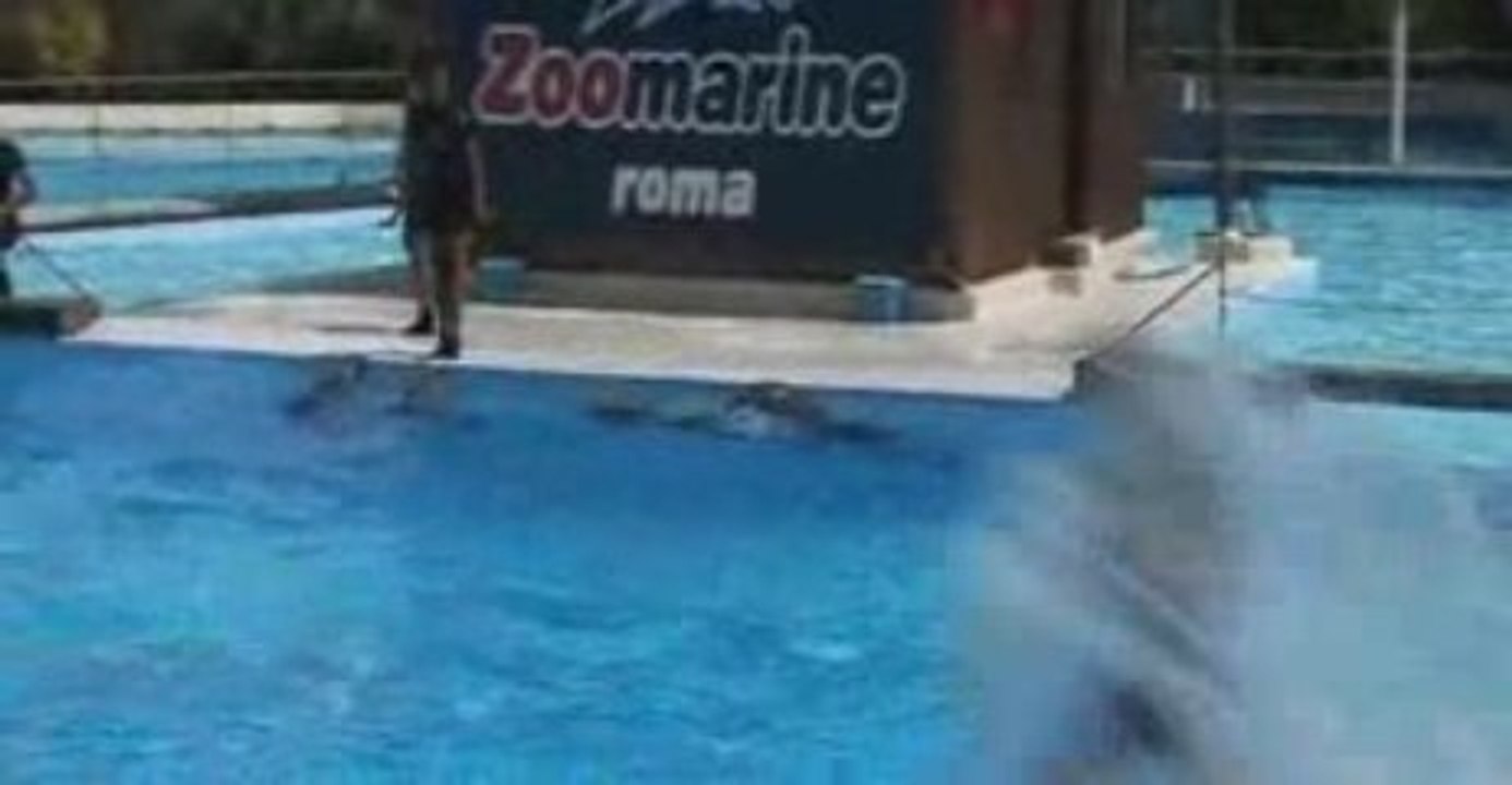 Zoomarine - I delfini