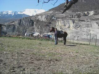 Débourrage de Poker. 3ème scéance au sol.