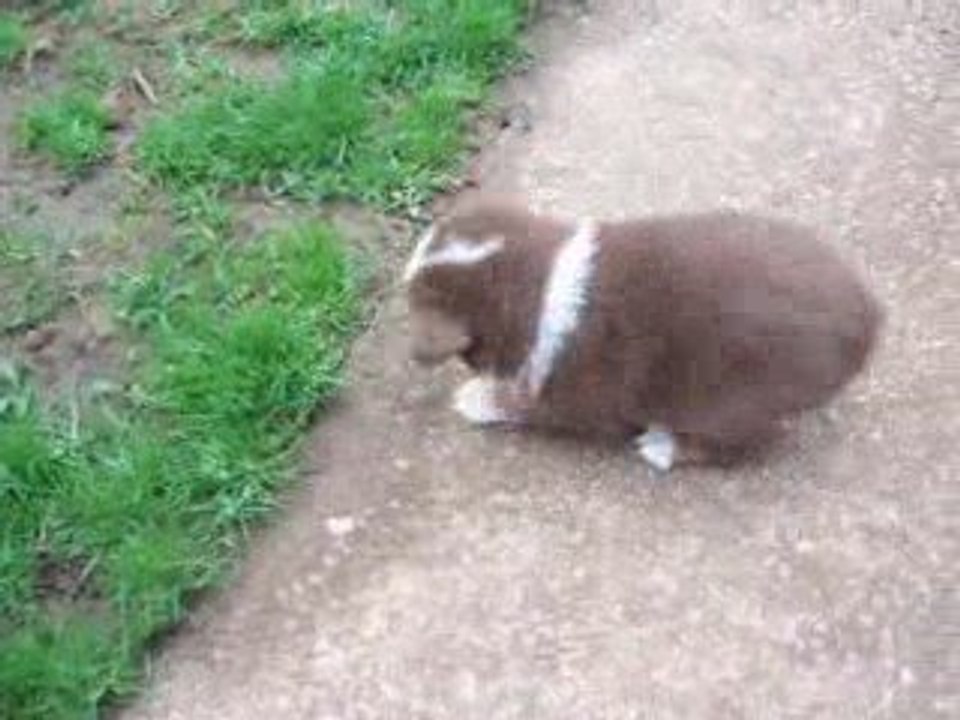 Portée 2009, les chiots à 30 jours