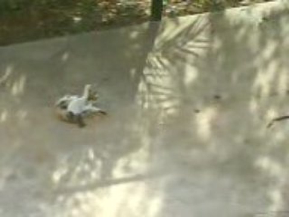 Chat en traine de faire le coquin