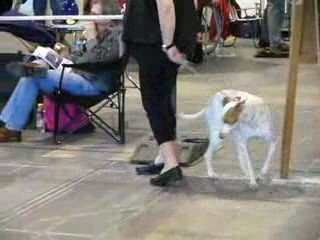 Paloma - Podenco Canario / INT Berlin, dog history