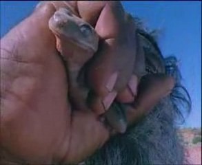 Su emen kertenkele - Erenet.NET