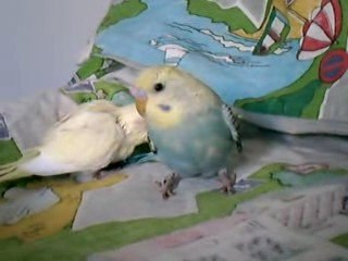 petit opaline bleu violet a masque jaune et petit ino