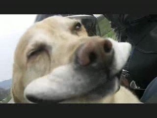 Chien marrant : Doré dans le vent !!