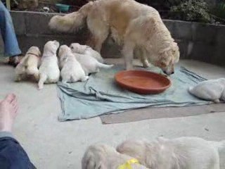 premier repas en plein-air partie1