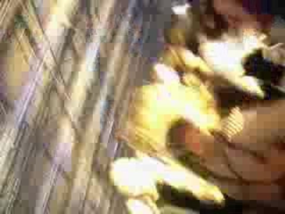 BASSLEADER 2009 TOMMYKNOCKER