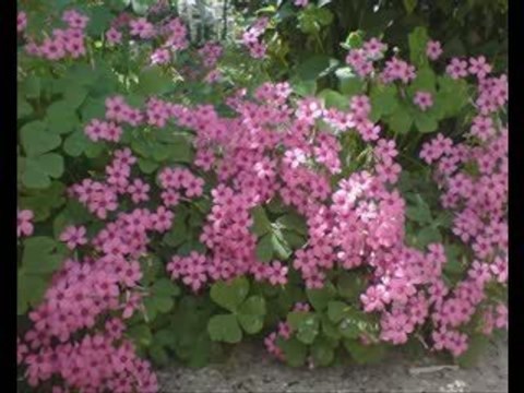 Ahmet Sezgin - Kahverengi Gözlerin