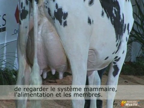 Juge concours – Que recherche-t-on chez une Prim’Holstein