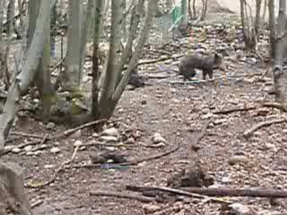 Ferme Jagd Terrier - Parc d'entrainement Grand Lemps Isére.