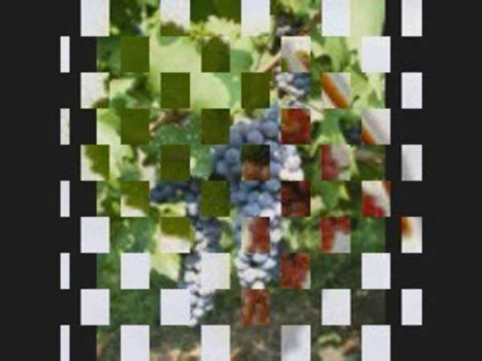 Grape Growing and Homemade Wine Making Made Easy