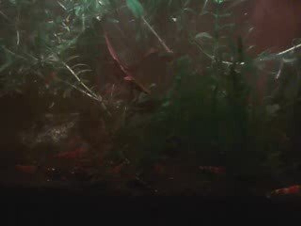 Caridina cf. cantonensis 'Crystal Red'