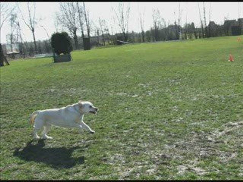 OBE CONCOURS BLANC SAILLY 2009