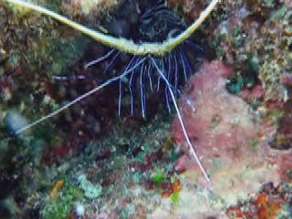 Snorkeling aux maldives (Rihiveli)