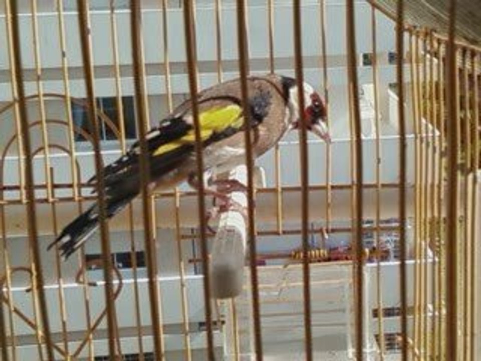 Chardonneret male ou femelle